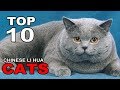 TOP 10 CHINESE LI HUA CATS BREEDS の動画、YouTube動画。