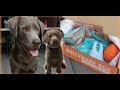 Silver Lab Reviews BullyMakeBox!! *SO CUTE*