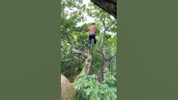 Man Climbs trees better than a Monkey | Amazing Tree Climbing Skills | Human Skills #short