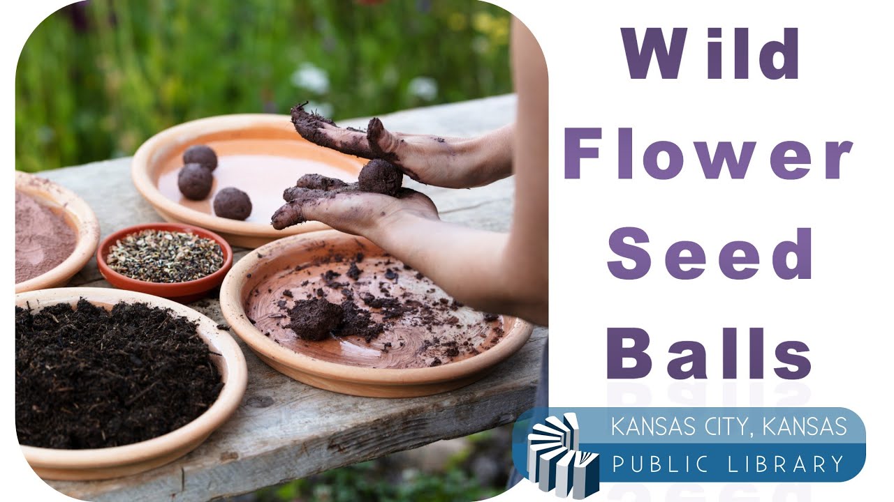 Take Home Kit Wildflower Seed Ball YouTube