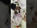 かわいい子犬の日常 #koreaPuppies #japanDogs