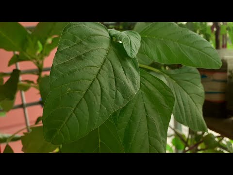 বারান্দায় অল্প জায়গায় সবজি চাষ🌱🌿🍃যেভাবে অল্প জায়গায় বেলকুনিতে সবজি চাষ || বারান্দায় ডাটা শাক চাষ ||
