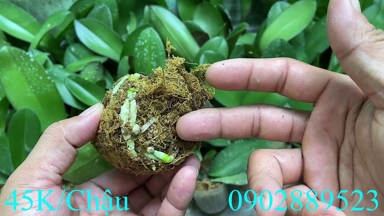 Bán Lan Hồ Điệp Giống Giá Rẻ LH Zalo 0902889523! 6/3