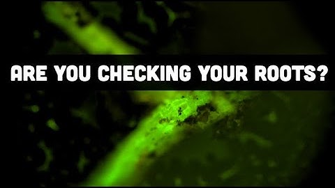 Are You Checking Your Roots?