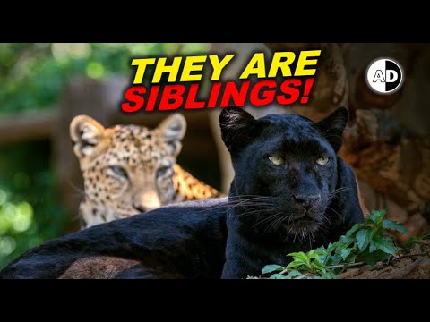Video: Pantera neagră are pete?