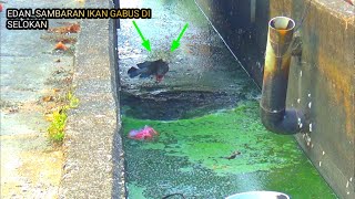 Mancing ikan gabus di selokan air dangkal dapat sebesar ini screenshot 5