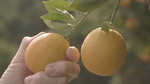 Spindrift Sparkling Water, 4 Flavor Variety Pack, Made with Real Squeezed Fruit, 12 Fl Oz Ca Reviews