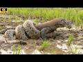 Fierce Survival: Komodo Dragons and Pythons Battle in a Scorching Wilderness!