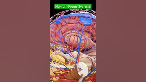 Different Organ Systems of Human Body #3danatomy #biology #medicalanimation #anatomy #doctor