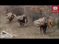 Konji samarasi(Amazing!!! Horse working way TOO HARD)