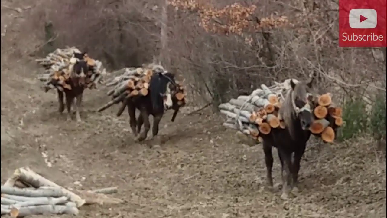 Konji samarasi(Amazing!!! Horse working way TOO HARD)