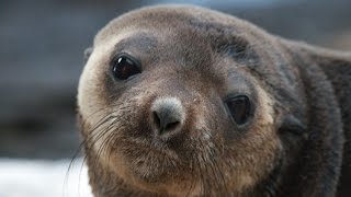 Mammals of the UK Overseas Territories