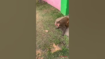 Shorts monkeyImonkey short videos|monkey short video viral today|funny videos|shortvideoviral#shorts