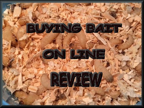 download wax worms for sale download wax worms for sale