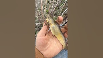 Catching fish with primitive tools #fishing #survival