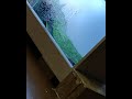 жемчужная ящерица пьет воду со стекла