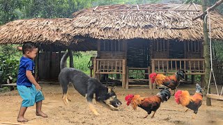 Clash Between Mực And Chicken. Cu Bon Reconciliation. Mom Built A New Table. Cucumber Harvest