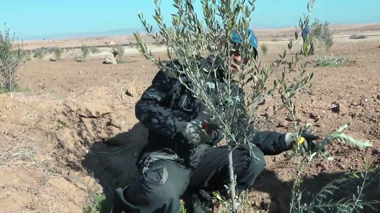 تكوين أشجار الزيتون بعمرها سنة (تعلم التقليم مع عبد الرزاق)