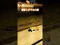 港猫とボラの大群