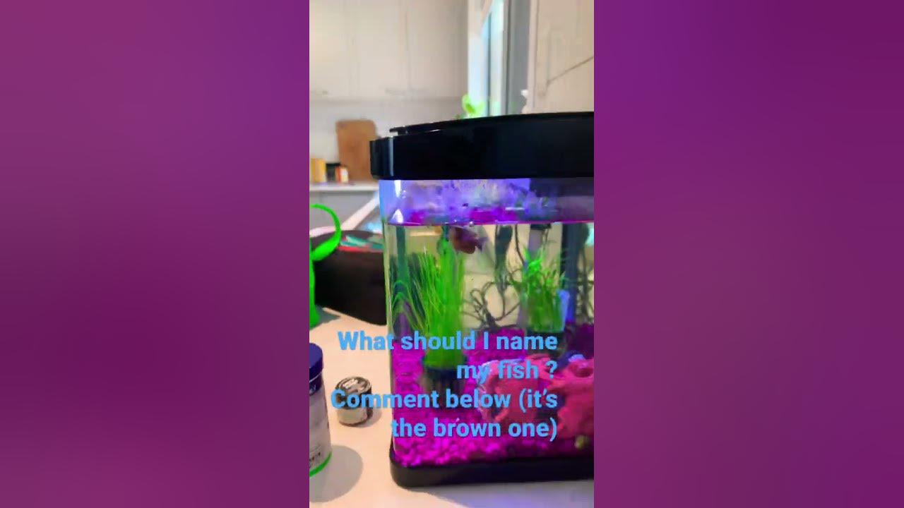 what-should-i-name-my-fish-comment-below-shorts-fyp-recommended