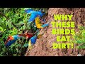 Why Do These Birds Eat Dirt!?