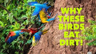 Why Do These Birds Eat Dirt!?