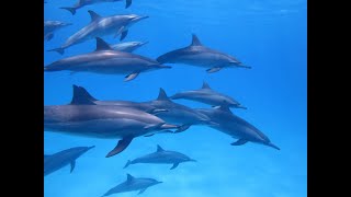 I know a lot about dolphins