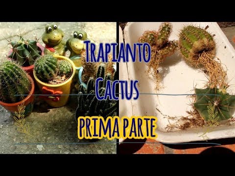 Video: Trapianto Di Cactus Corretto