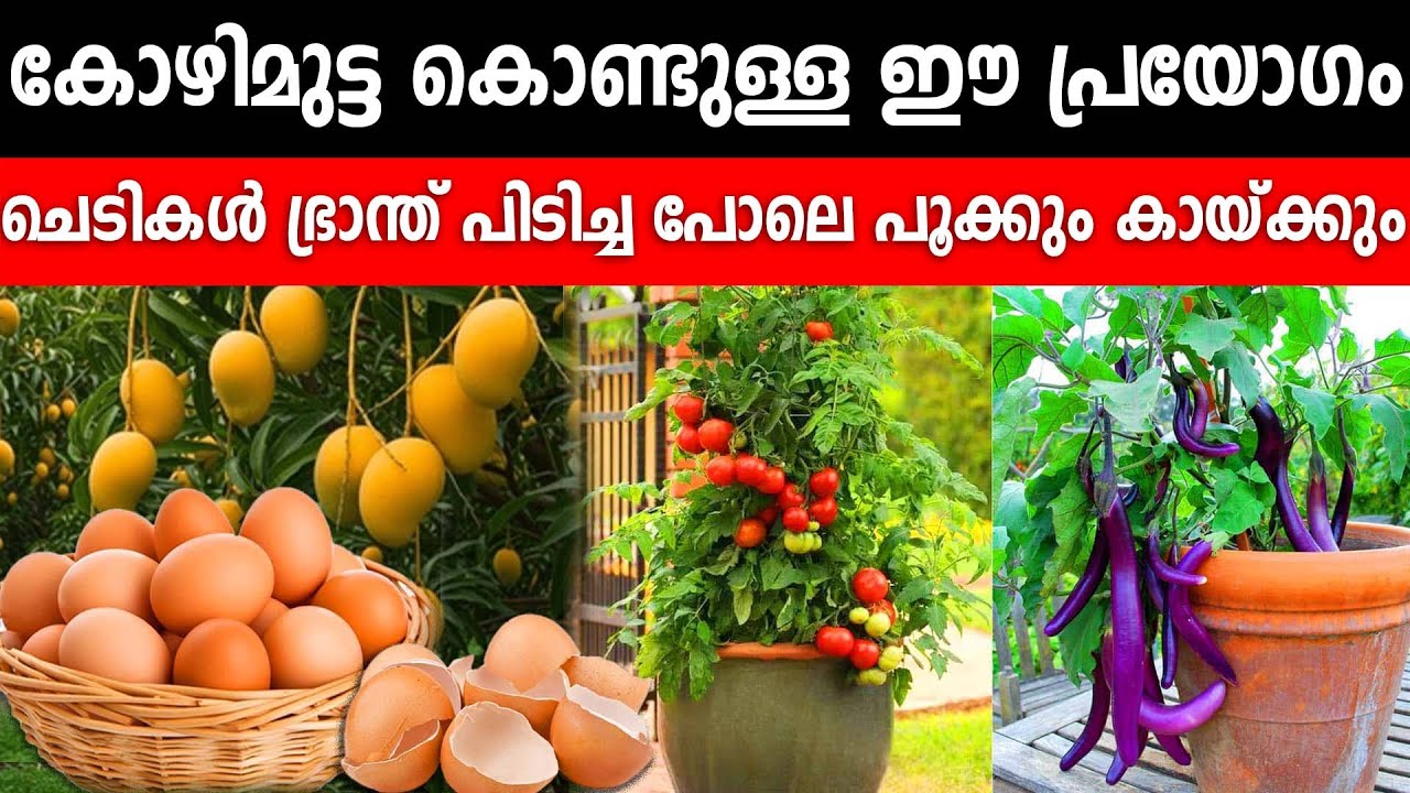 കോഴിമുട്ട കൊണ്ടുള്ള ഈ പ്രയോഗം ചെടികൾ ഭ്രാന്ത് പിടിച്ച പോലെ പൂക്കും കായ്ക്കും|ചെയ്യേണ്ടത് ഇത്ര മാത്രം