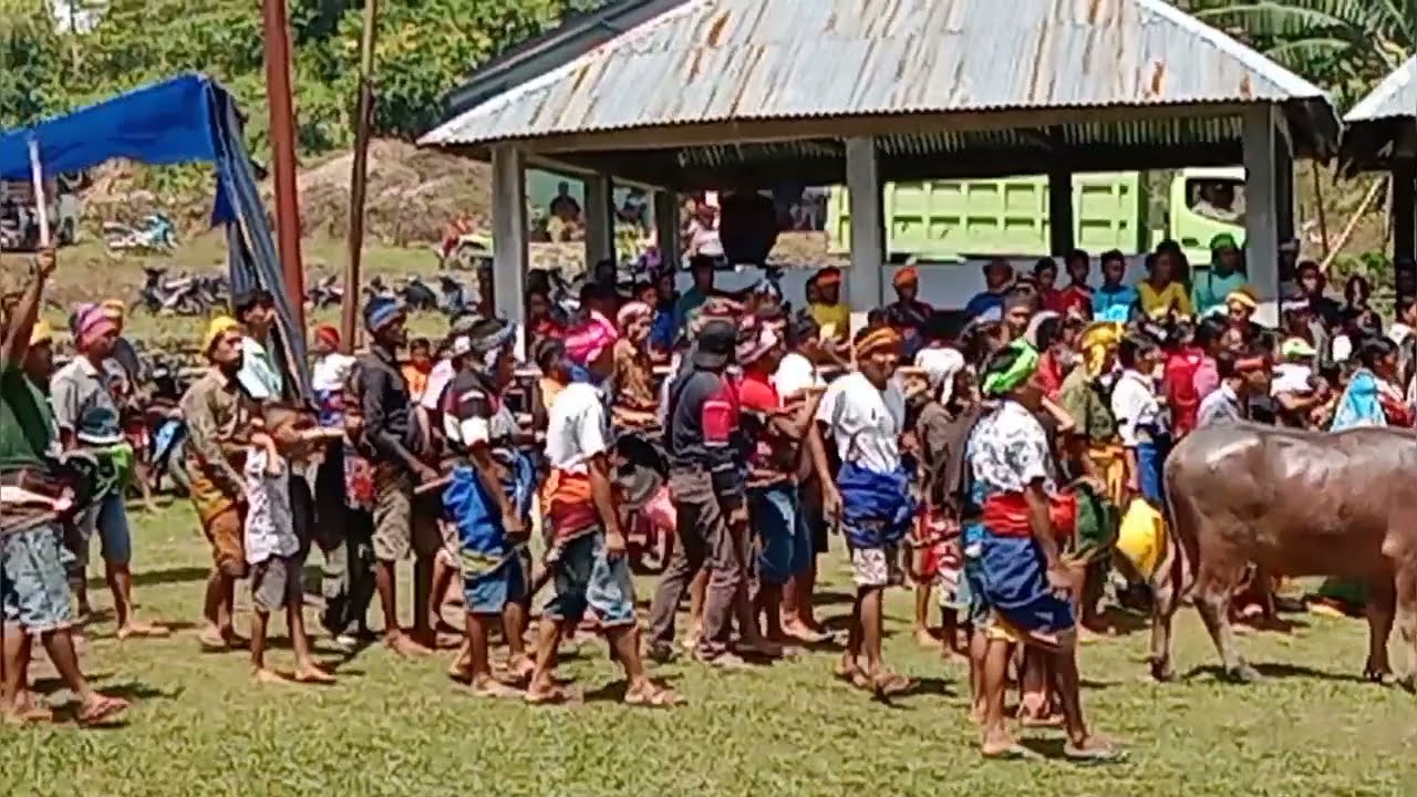 Budaya Sumba Soka pateba Ama Tina acara pemakaman Kalembuweri.