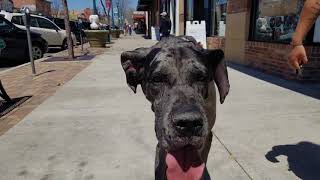 Best Great Dane Trainer's in Colorado Springs. 2- Year- Old Dane Moose! by Off Leash K9 Training 199 views 5 years ago 13 minutes, 1 second
