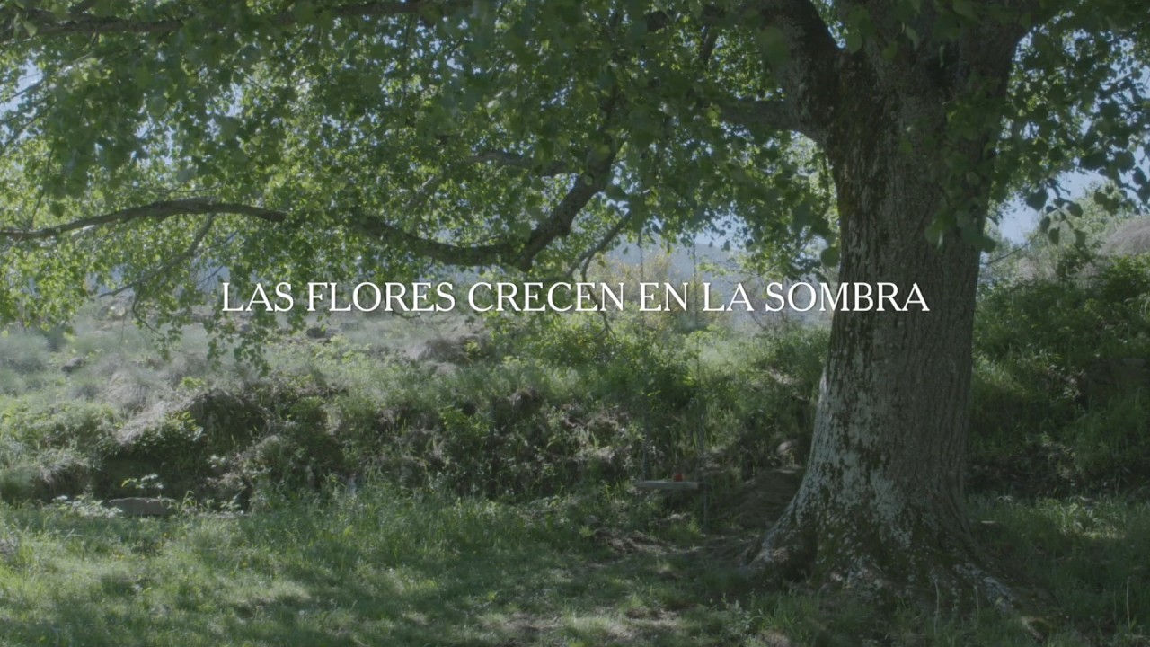 Las Flores Crecen en la Sombra