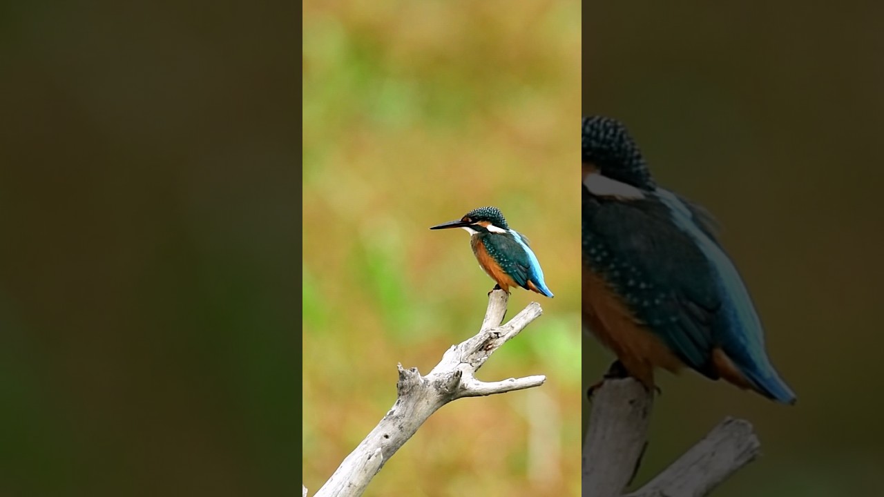 #birds
