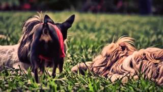 Highland St. Paul Dog Park Petition