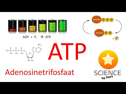 Video: Wat produseer suurstofgas en skakel ADP na ATP om?