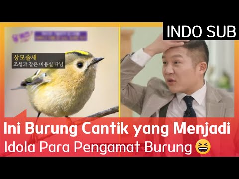 Video: Apakah seorang pengamat burung terkenal?