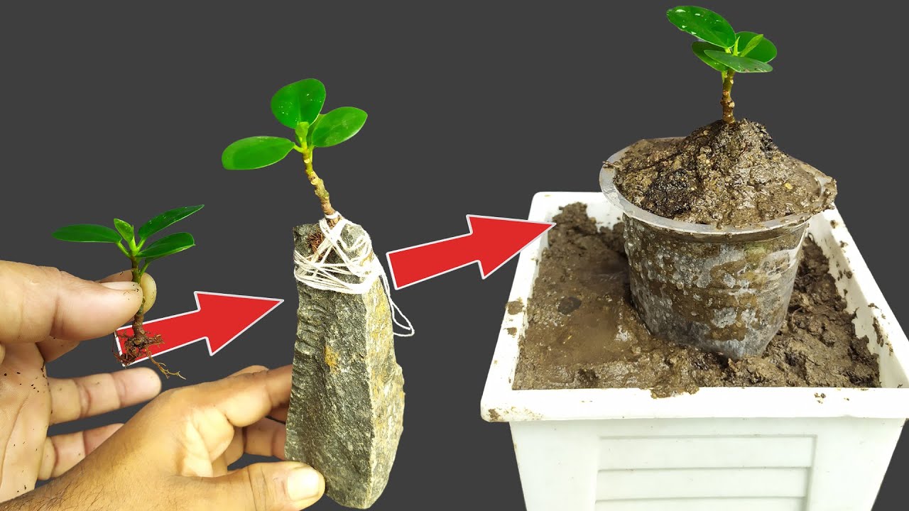 Mastering Root Over Rock Bonsai Techniques | 