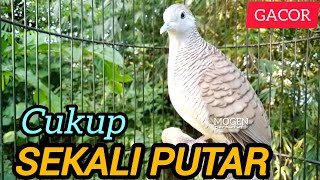 Perkutut Lokal Gacor RAJANYA PIKAT Ahlinya Bikin Semua Perkutut Nyaut Bunyi Gacor 