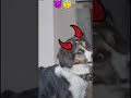 segue ai pessoal #memes #humor #cachorro