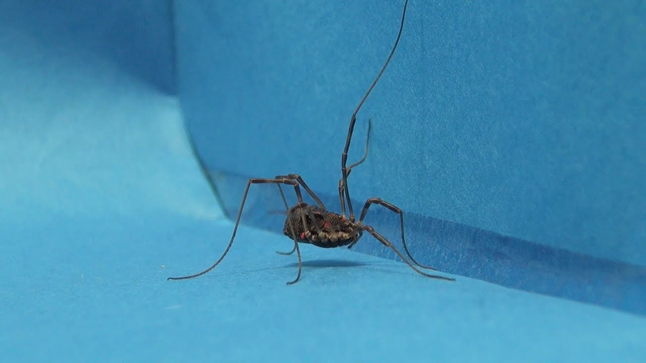 閲覧注意』森の奇虫ザトウムシ Harvestmen ~Strange creature of the