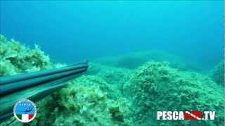 AGGUATO SUL FONDO COL FUCILE SUBACQUEO... E IL BARRACUNA NON SE LO ASPETTAVA | Spearfishing