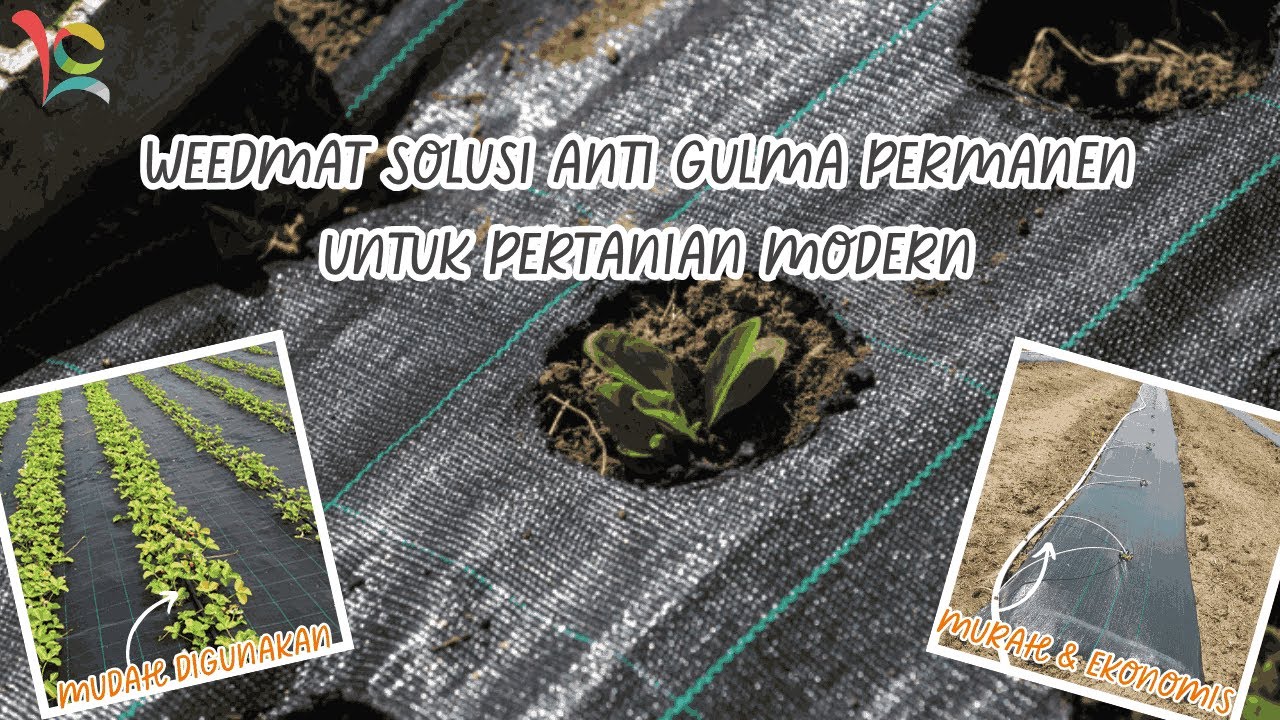 Alas Lahan Pertanian, Weedmat, Solusi Anti-Gulma Permanen dan Hemat Tenaga