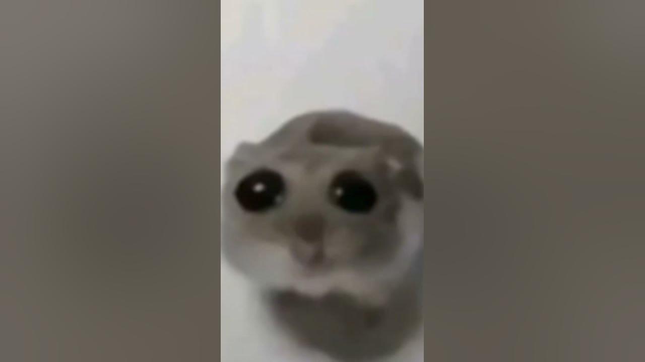 грустный хомяк😭 - YouTube
