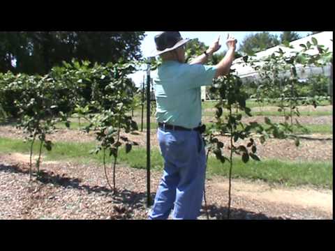 Dr. Powell with Kiowa blackberries mid August