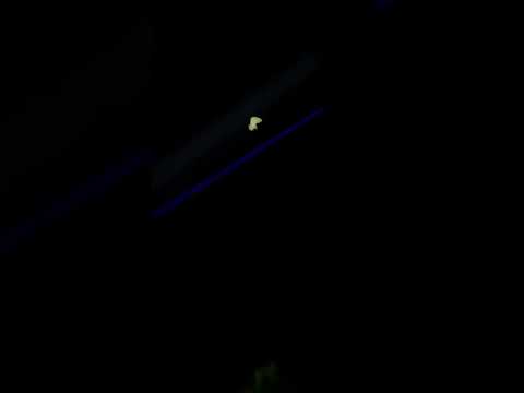 صيد السمن بالليل و دجاج الارض