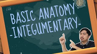 INTEGUMENTARY SYSTEM | Basics