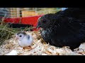 Our Chicken Hatched Out Guinea Keets - Thinking About Winter - Farm Vlog #290