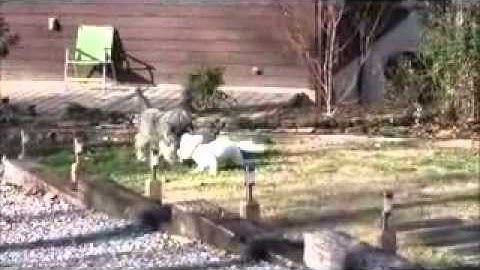 Beauty and the Beast.flv