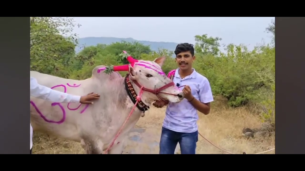 बैल घेतला 11 लाख नदी कल बैलगाडा शर्यत महाराज पाळणार बकासुर बर बर
