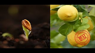 картинка: Отглеждане на лимон от семка.
